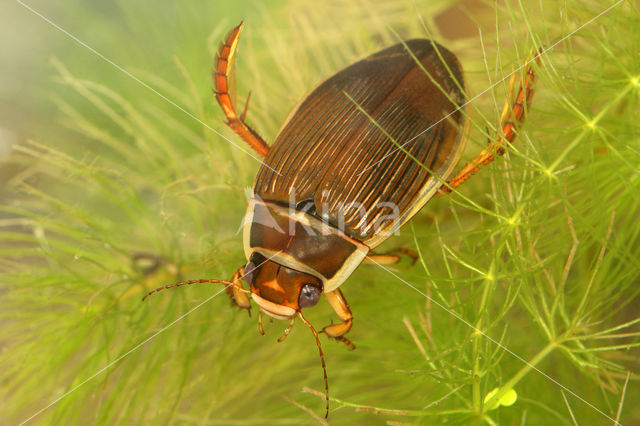 Great Diving Beetle (Dytiscus marginalis)