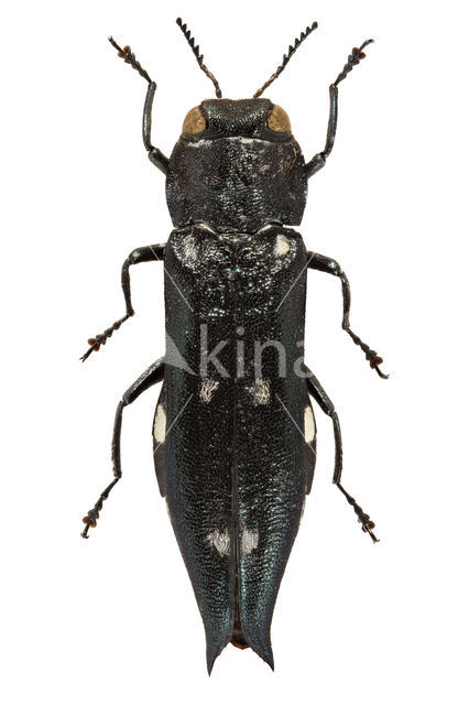 Agrilus guerini