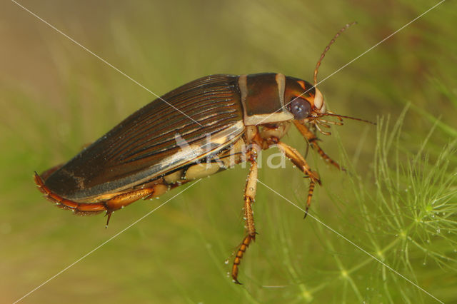 Great Diving Beetle (Dytiscus marginalis)