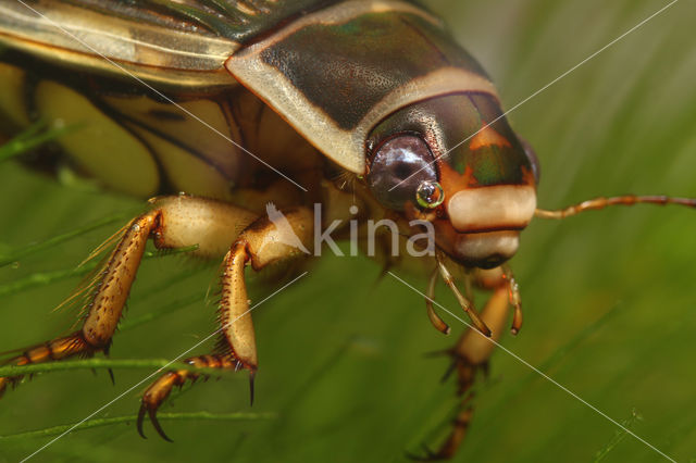 Great Diving Beetle (Dytiscus marginalis)