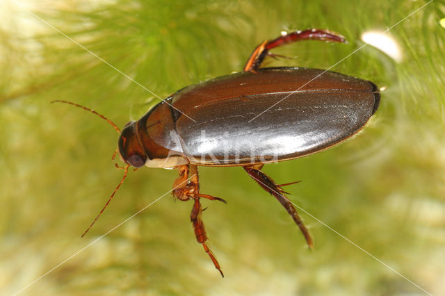 Dytiscus dimidiatus