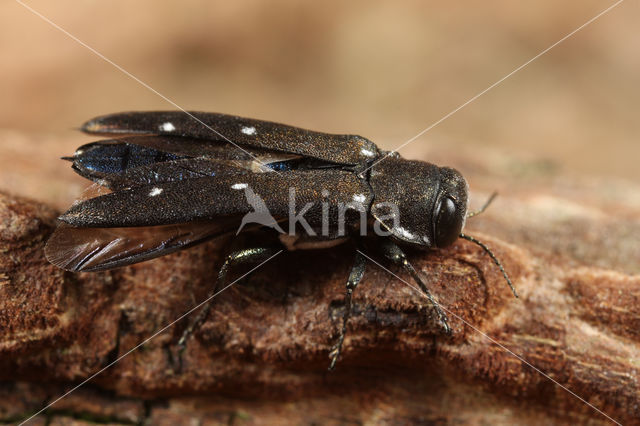 Agrilus ater