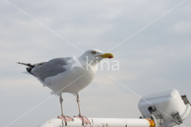 Zilvermeeuw (Larus argentatus)