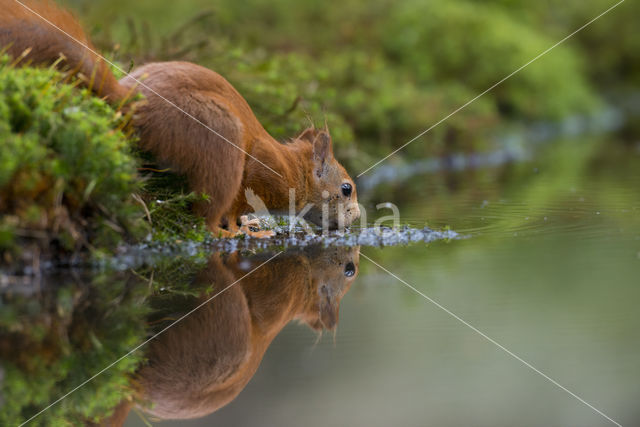 Eekhoorn (Sciurus vulgaris)