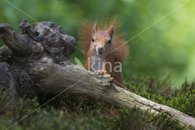 Eekhoorn (Sciurus vulgaris)