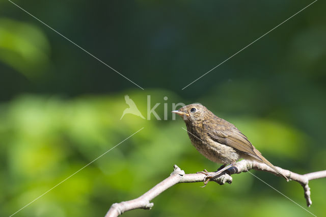 European Robin (Erithacus rubecula)