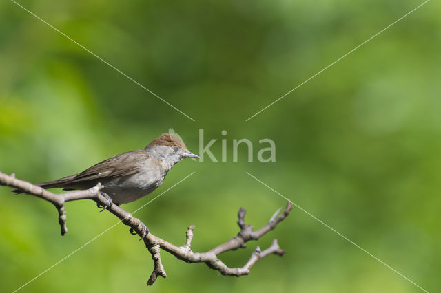 Blackcap (Sylvia atricapilla)