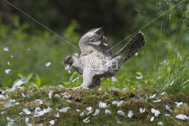 Goshawk (Accipiter gentilis)