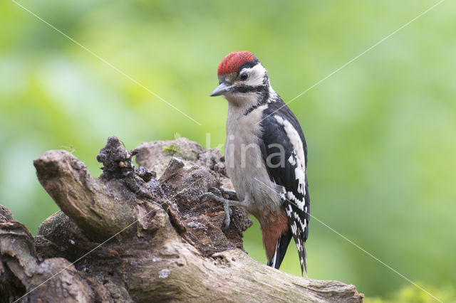 Grote Bonte Specht (Dendrocopos major)