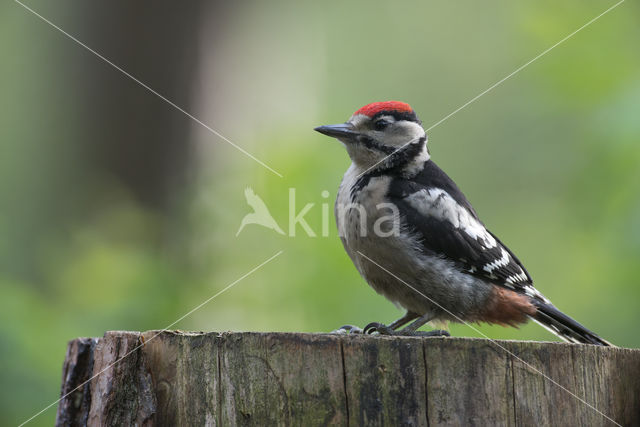 Grote Bonte Specht (Dendrocopos major)