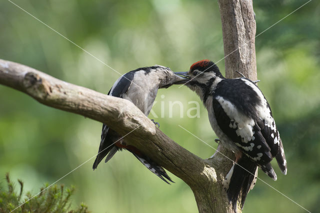 Great Spotted Woodpecker (Dendrocopos major)