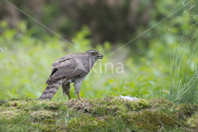 Havik (Accipiter gentilis)