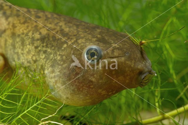 Common Spadefoot Toad (Pelobates fuscus)