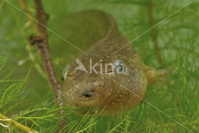 Common Spadefoot Toad (Pelobates fuscus)