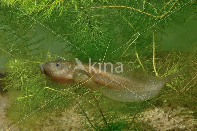 Common Spadefoot Toad (Pelobates fuscus)