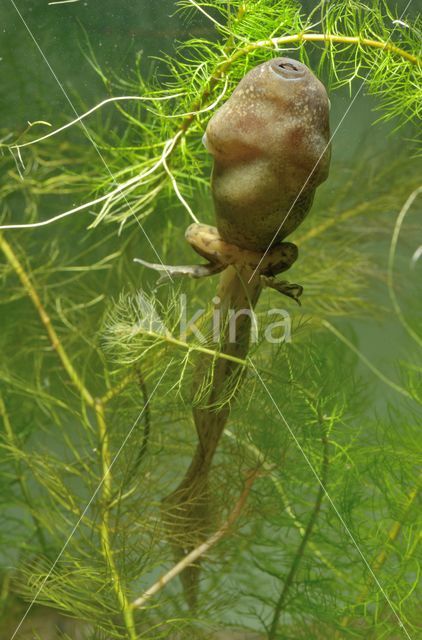 Common Spadefoot Toad (Pelobates fuscus)