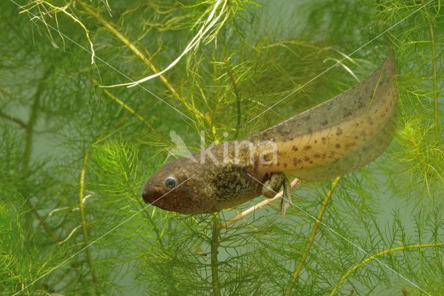 Common Spadefoot Toad (Pelobates fuscus)