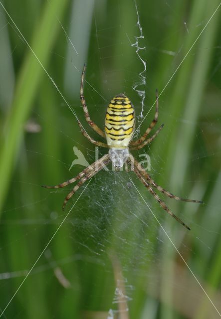 wasp spider (Argiope bruennichi)