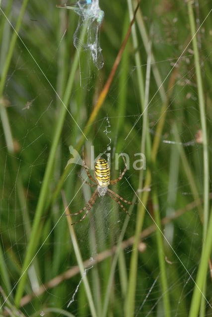 wasp spider (Argiope bruennichi)