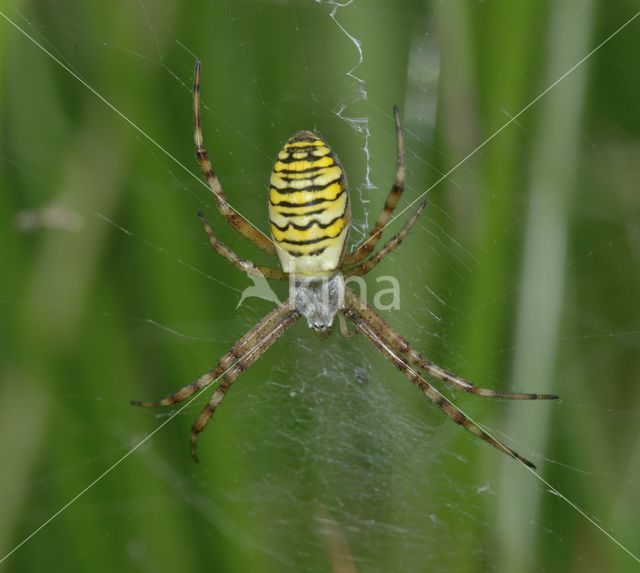 wasp spider (Argiope bruennichi)