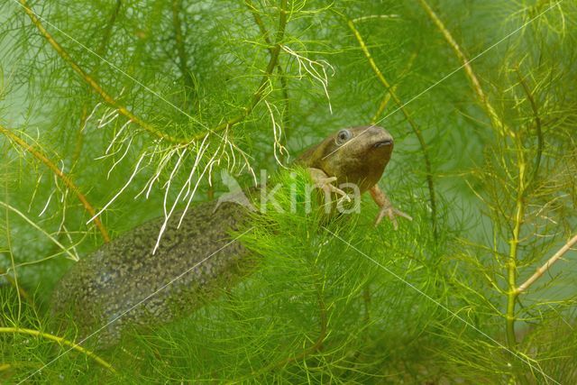 Common Spadefoot Toad (Pelobates fuscus)