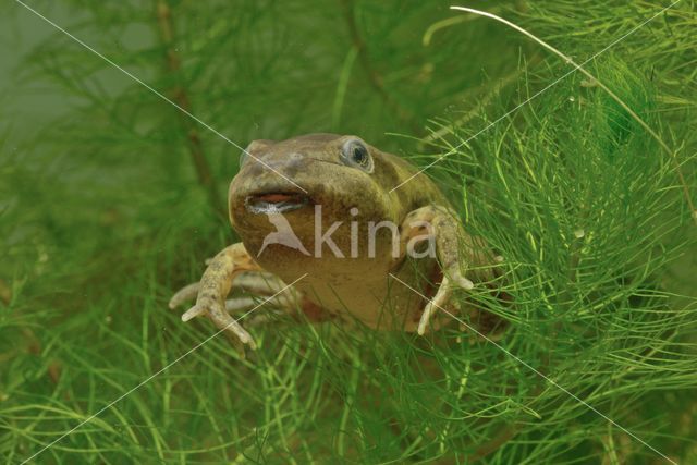 Common Spadefoot Toad (Pelobates fuscus)