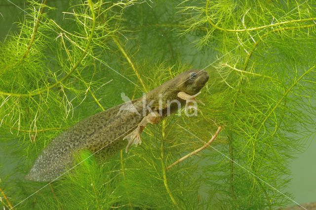 Common Spadefoot Toad (Pelobates fuscus)