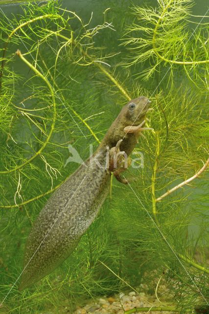 Common Spadefoot Toad (Pelobates fuscus)