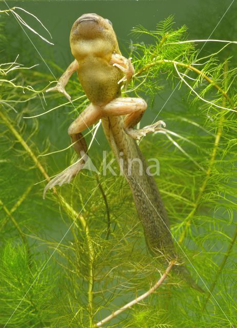 Common Spadefoot Toad (Pelobates fuscus)