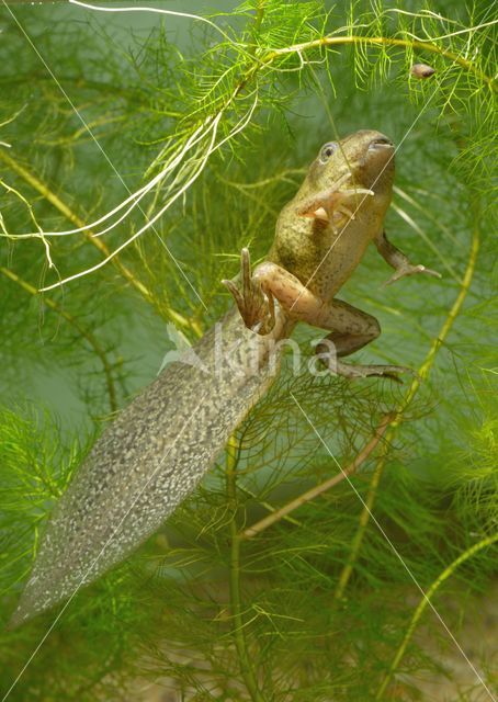 Common Spadefoot Toad (Pelobates fuscus)