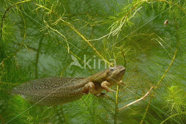 Common Spadefoot Toad (Pelobates fuscus)