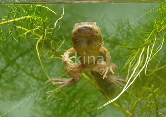 Common Spadefoot Toad (Pelobates fuscus)