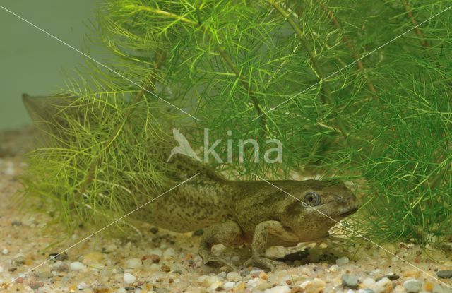 Common Spadefoot Toad (Pelobates fuscus)