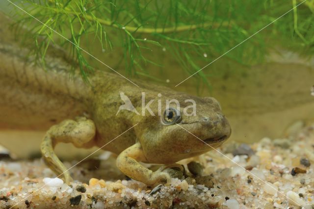 Common Spadefoot Toad (Pelobates fuscus)