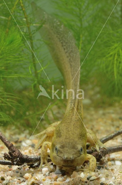 Common Spadefoot Toad (Pelobates fuscus)