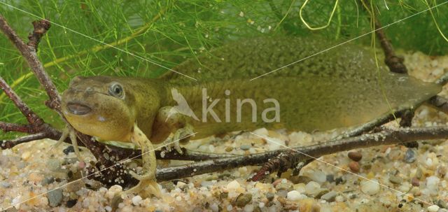 Common Spadefoot Toad (Pelobates fuscus)