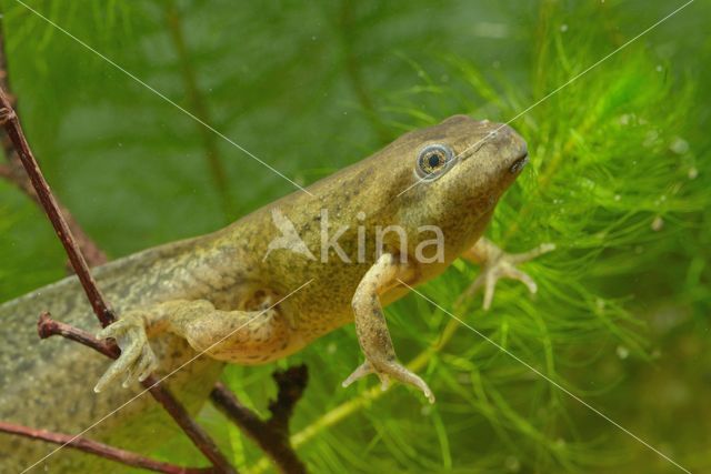 Common Spadefoot Toad (Pelobates fuscus)