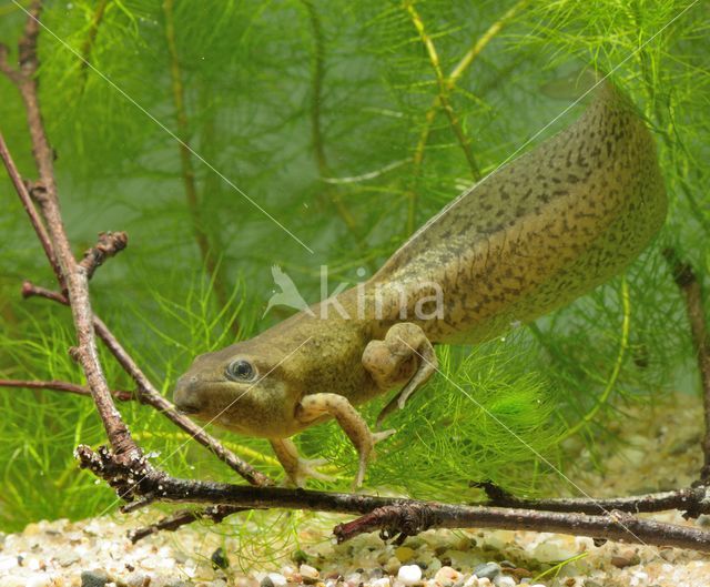 Common Spadefoot Toad (Pelobates fuscus)