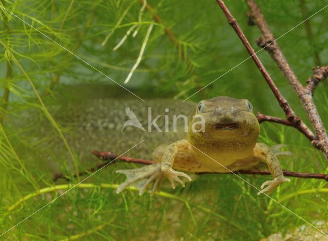 Common Spadefoot Toad (Pelobates fuscus)