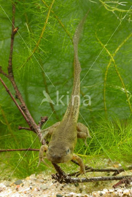 Common Spadefoot Toad (Pelobates fuscus)