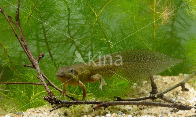 Common Spadefoot Toad (Pelobates fuscus)