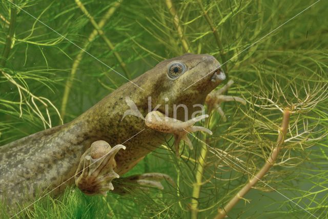 Common Spadefoot Toad (Pelobates fuscus)