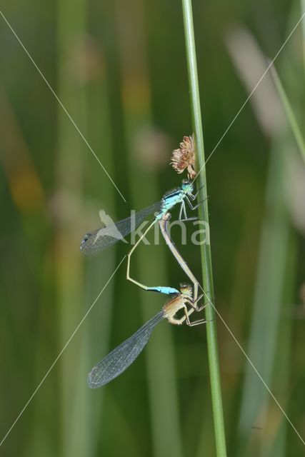 Damselfly (Coenagrion sp.)