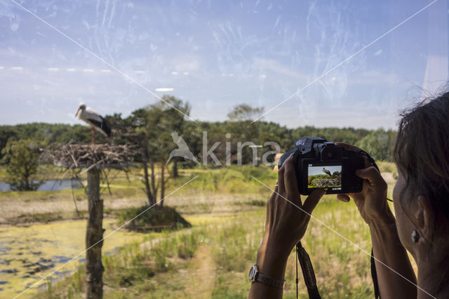 White Stork (Ciconia ciconia)