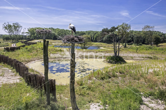 White Stork (Ciconia ciconia)