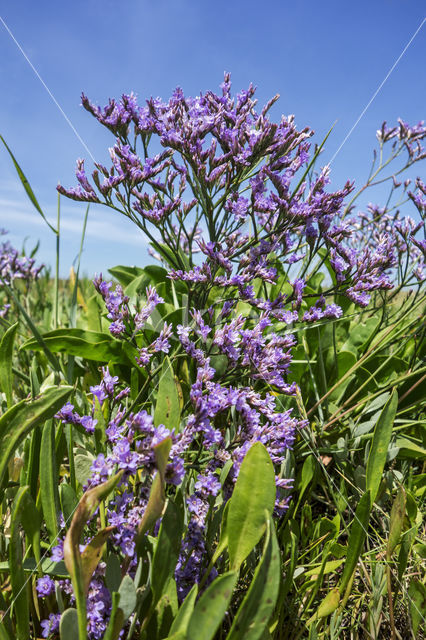 Common Sea Lavender (Limonium vulgare)