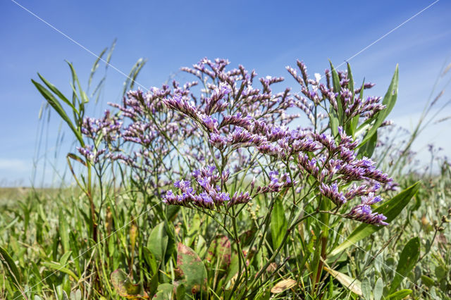 Common Sea Lavender (Limonium vulgare)