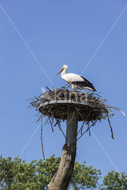 White Stork (Ciconia ciconia)