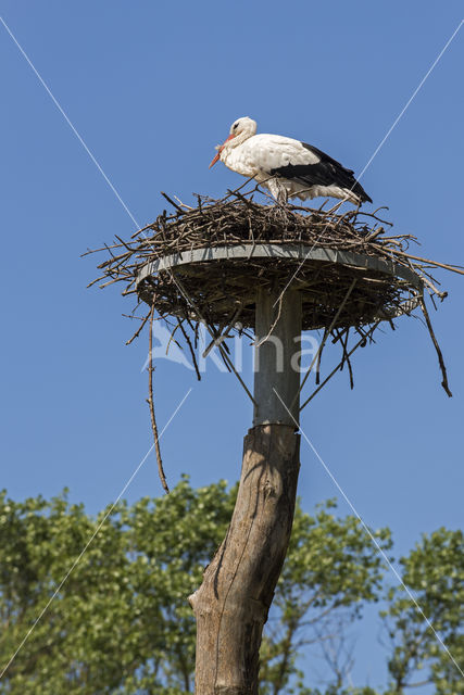 White Stork (Ciconia ciconia)