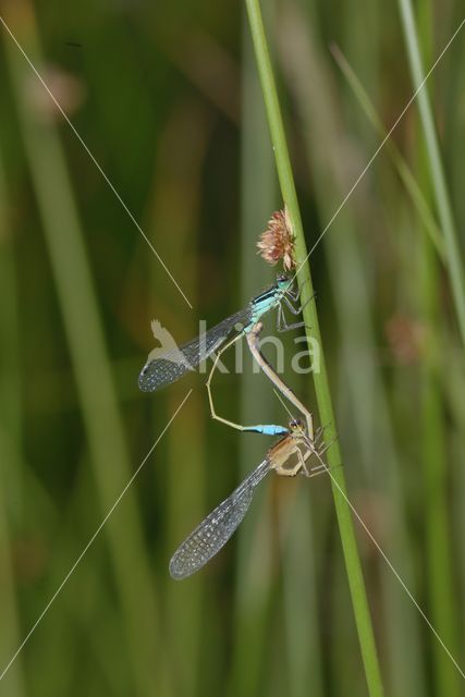 Damselfly (Coenagrion sp.)